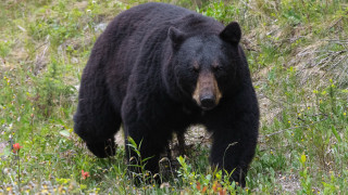 Black bear lush green field - wildflower free wallpaper