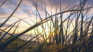 Sunset tallgrass field clouds orange - a sky in the background free wallpaper for desktop
