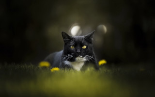 Black white cat yellow eyes 13 - colin moss free wallpaper