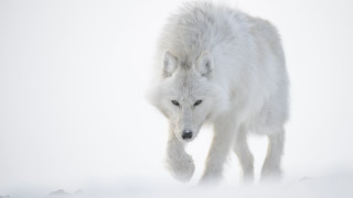 White wolf snow winter closed - a white wolf free wallpaper