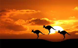 Kangaroos running across field sunset - elizabeth durack free wallpaper