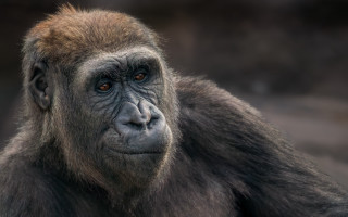 Gorilla portrait blurry background primitivism - alex petruk ape free wallpaper for desktop