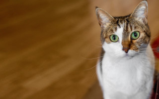 White cat green eyes shallow - green eye free wallpaper