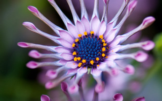 Purple flower closeup macro bokeh - yellow center and petals free wallpaper
