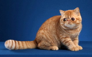 Cat blue background white border - a portrait free wallpaper for desktop