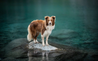 Dog rock river reflection beach - a rock in a river free wallpaper