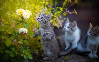 Kittens garden flowers blue eyes - three kitten free wallpaper