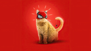 Cat spidermask stick lightning torii - alton tobey free wallpaper