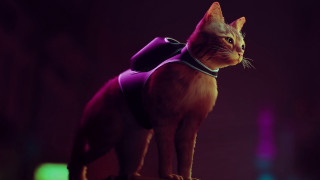 Purple cat vest table dark - a table in the dark free wallpaper for desktop