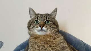 Black cat blue chair green - a blue chair free wallpaper