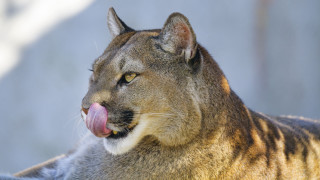 Mountain lion closeup tongue out - tongue free wallpaper for desktop