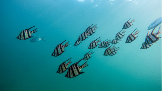 Fish group ocean blue background - underwater free wallpaper for desktop