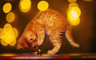 Cat christmas ornament lights blurry - a christmas ornament free wallpaper