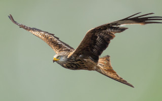Bird of prey flying wings - a green background free wallpaper