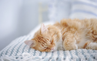 Sleeping cat on blanket rococo - blanket free wallpaper