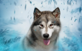 Husky blue eyes snow fish - a digital painting free wallpaper