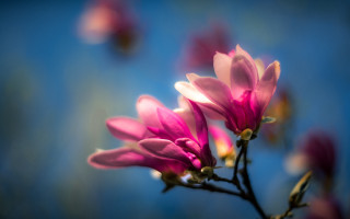 Pink flower blue background macro 5 - soft focus free wallpaper