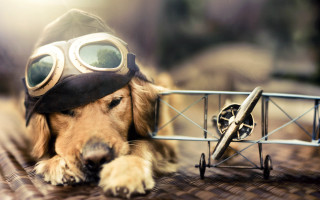 Dog helmet goggles toyairplane metalcart - elke vogelsang free wallpaper