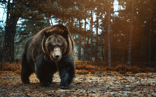 Brown bear forest sunny nature - a large brown bear free wallpaper