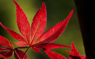Red leaf sunlit branch macro - a blurry background of the leaves free wallpaper