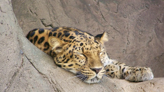 Leopard resting rock zoo naturalism - a rock in a zoo enclosure free wallpaper for desktop