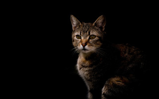 Sad cat chiaroscuro yellow eyes - chiaroscuro free wallpaper
