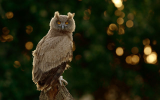 Brown owl tree branch yellow - top of a tree branch free wallpaper