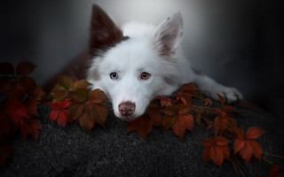 White dog rock plant autumn - top of a rock next free wallpaper for desktop