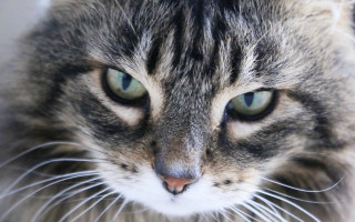 Cat closeup green eyes macro - a close up of a cat free wallpaper for desktop
