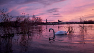 Swan water sunset city pink - a swan free wallpaper