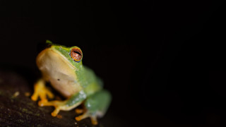 Green frog yellow belly branch - tongue free wallpaper for desktop