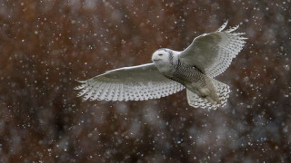 Snowy owl flying snow brown - its wing free wallpaper