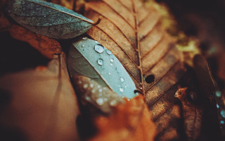 Leaf water droplets autumn nature - autumn free wallpaper for desktop