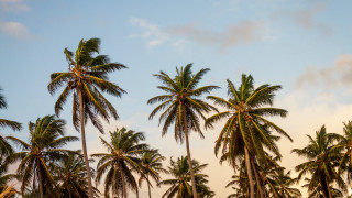 Palm trees blue sky clouds 8 - a group of palm trees free wallpaper