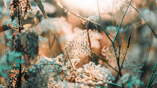 Cherry blossoms plant leaves flowers - soft light free wallpaper for desktop