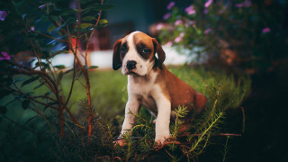Puppy grass flowers house car - a car in the background free wallpaper