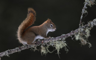 Squirrel moss branch tiltshift photorealism - back leg free wallpaper