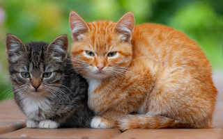 Two cats wooden floor green - the background and a blurry background free wallpaper