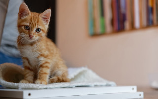 Orange kitten white blanket laptop - a small orange kitten free wallpaper