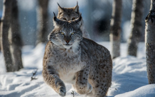 Lynx walking snowy forest wildlife - wildlife photography free wallpaper for desktop