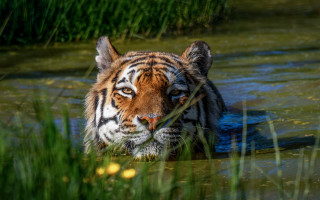 Tiger water grass mouth eye - a tiger free wallpaper for desktop