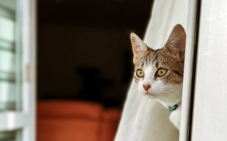 Cat window green collar white - a green collar free wallpaper
