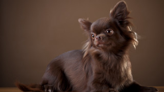 Small brown dog wooden table - a small brown dog free wallpaper