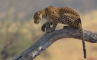 Leopard climbing tree branch wildlife - prey free wallpaper for desktop