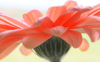 Bright orange flower macro shallow - orange flower free wallpaper