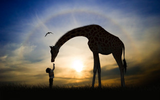 Giraffe child sunset rainbow magic - a rainbow in the background free wallpaper for desktop