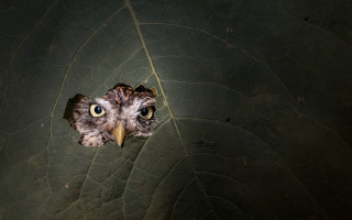 Bird yellow eyes leaf hole - a hole free wallpaper