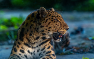 Large leopard dirt field forest - a large leopard free wallpaper