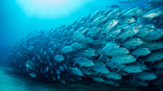 School fish coral diver blue - lostfish free wallpaper for desktop