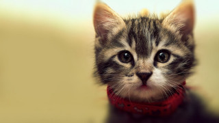 Small kitten red collar serious - a red collar free wallpaper for desktop